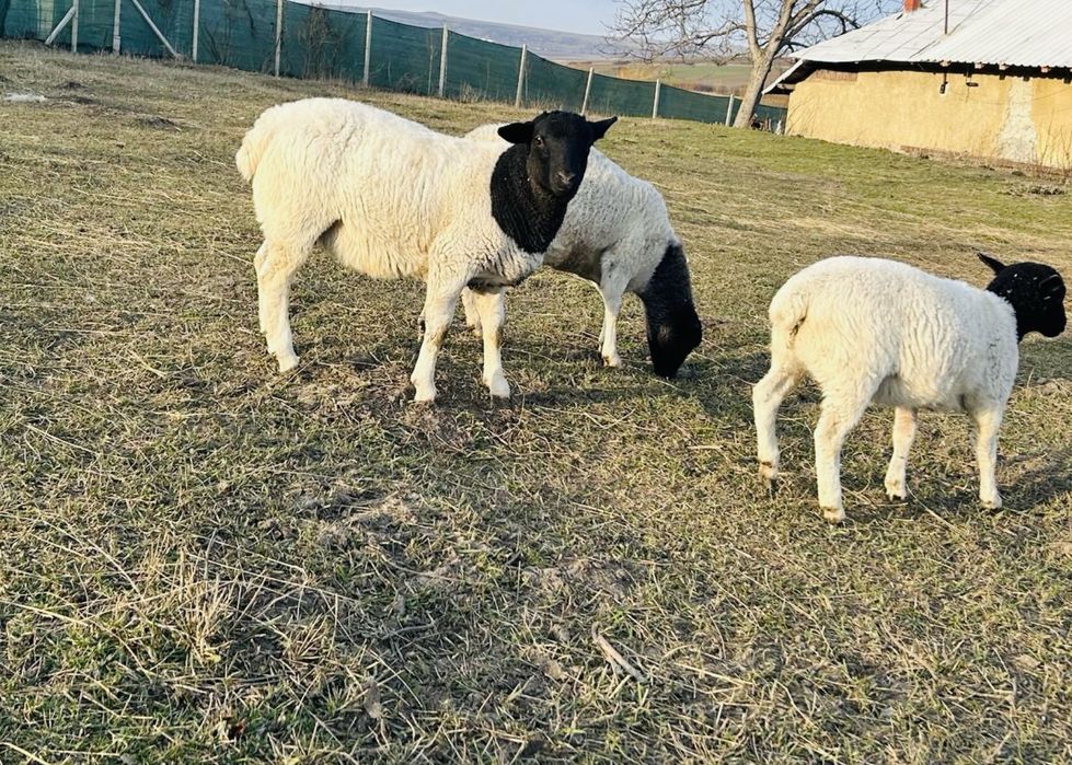 Mieluțe Dorper de vânzare – sănătoase și bine dezvoltate