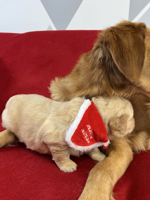 Кученца Голдън Ретривър