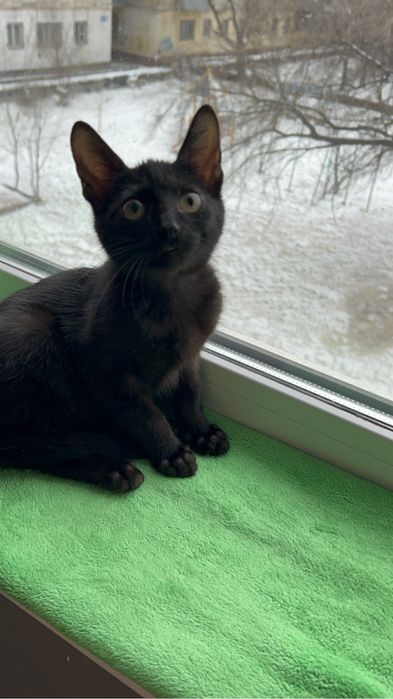 Пристраивается котёнок