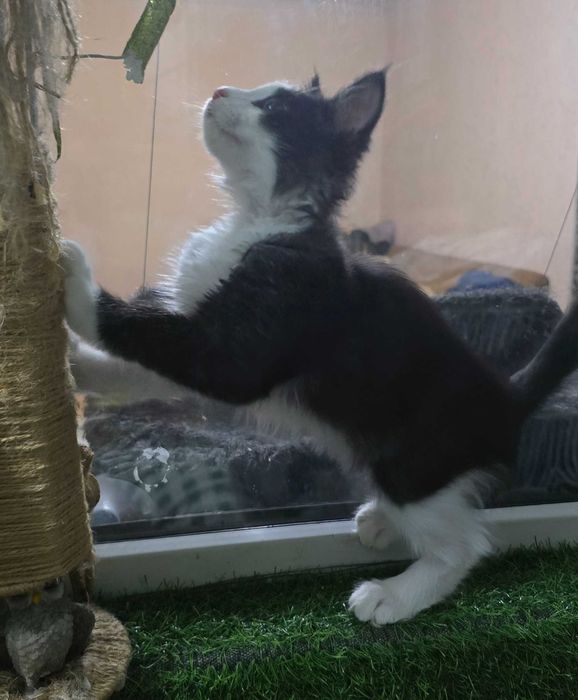 Кот, 4 месяца, зовут Доллар