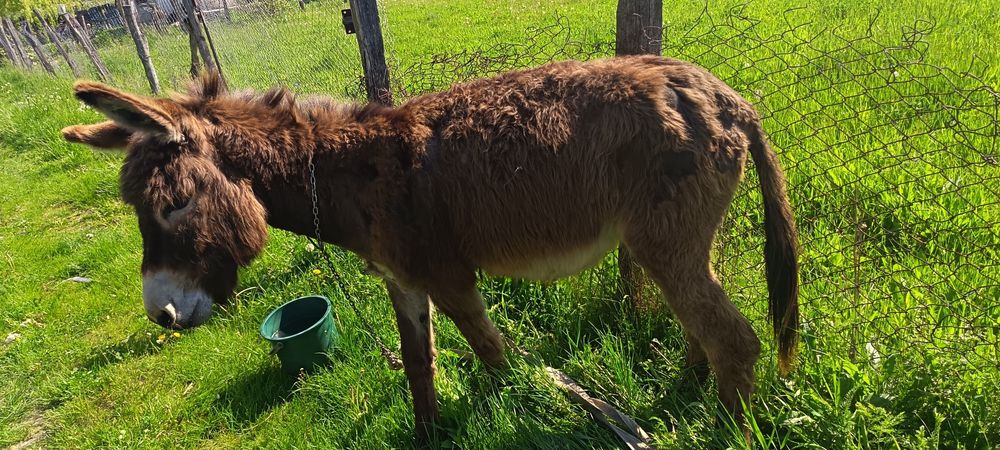 Vand măgar în vârstă de 2 ani