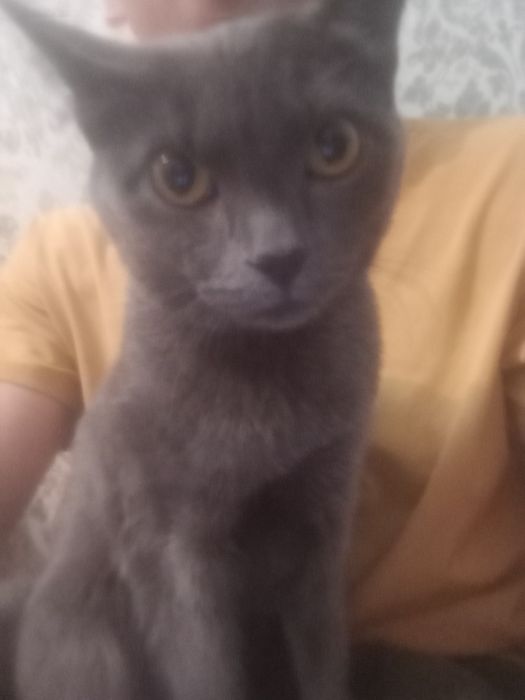 Мысық тегін бесплатно