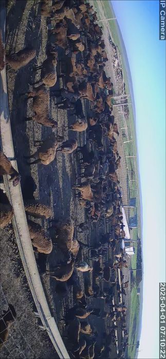 Фазенда қора сатылады