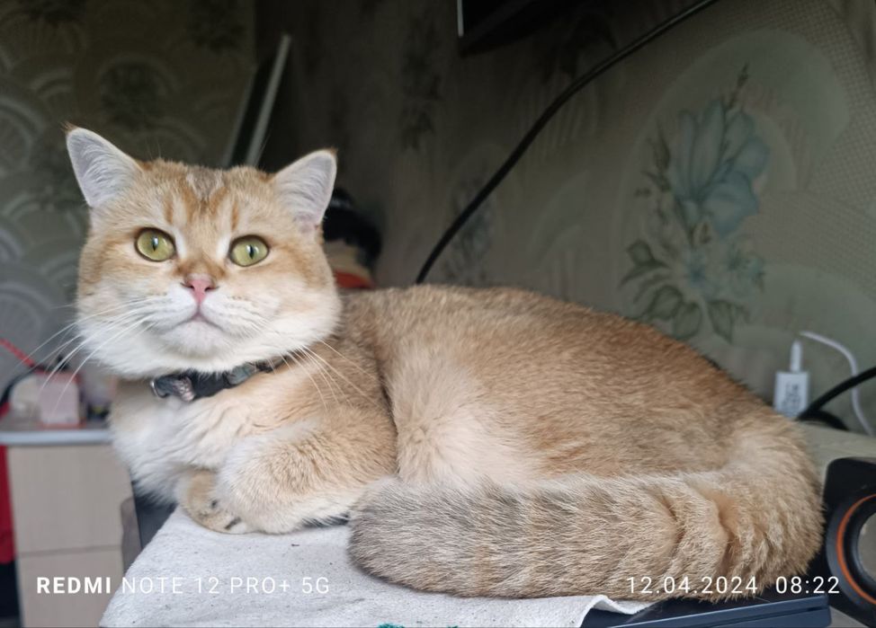 Вязка кот Мираж британец шиншилла