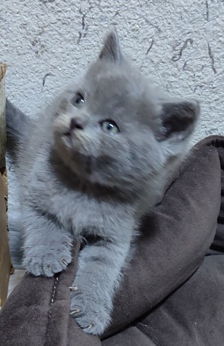 Продаются котята