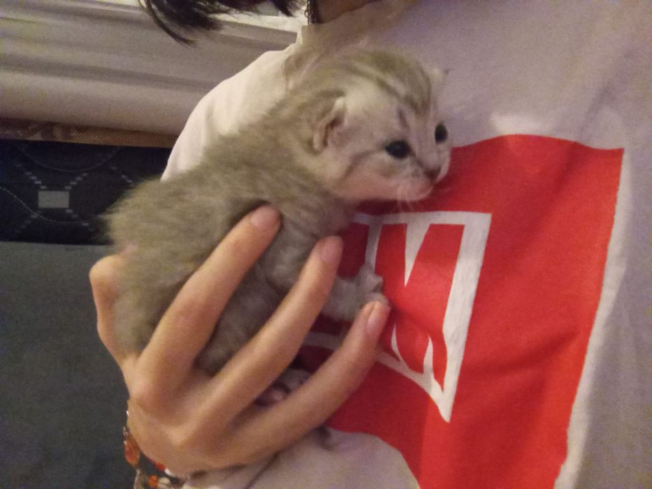 Продам Котят британцы