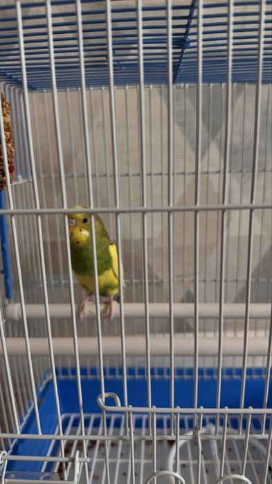 Попугай с клеткой