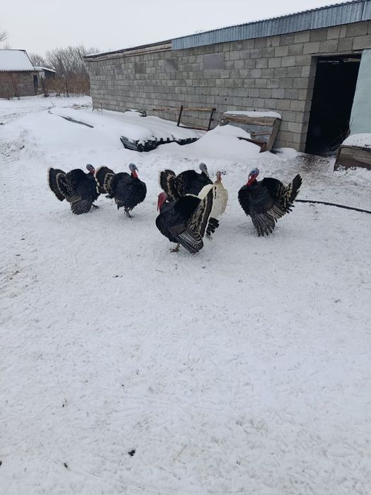 Продам или обменяю индюков