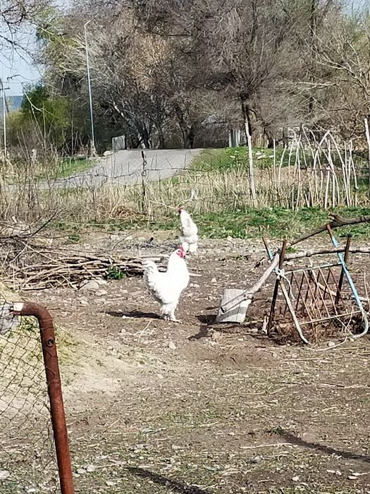 Инкубационный яйца