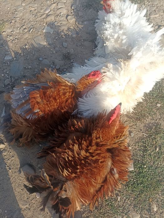 Vând cocoș de rasa ciufuliți