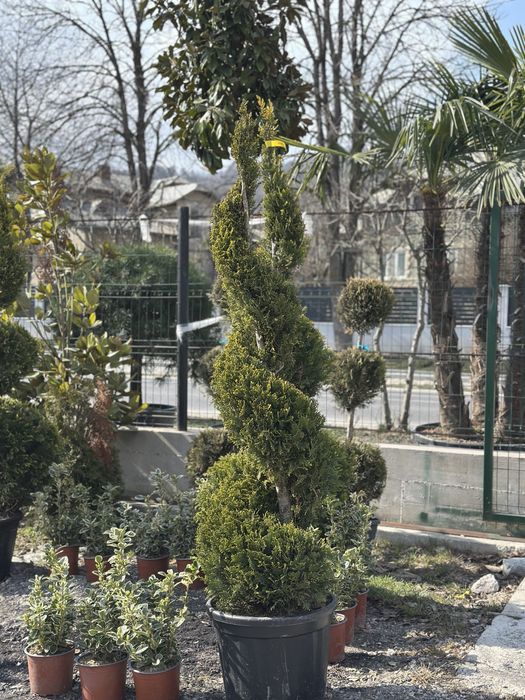 Palmieri trachycarpus,spirala,pon-pon,pin, leylandii ,plante ornamenta