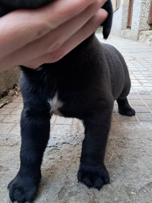 Мъжко Кане Корсо