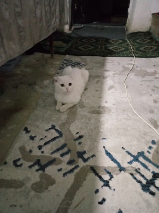 Aqilli mushuk xonadon mushugi