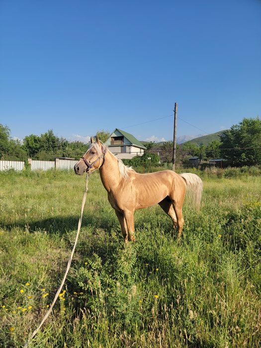 Спартак жеребчик ,4 года продаётся