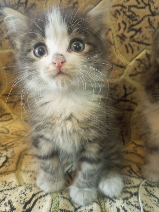 Котята ищут добрые руки