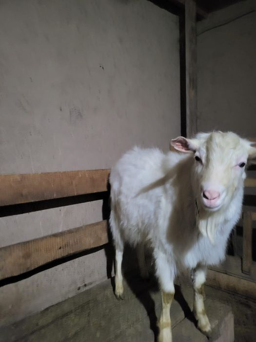 Заанен теке сатылады