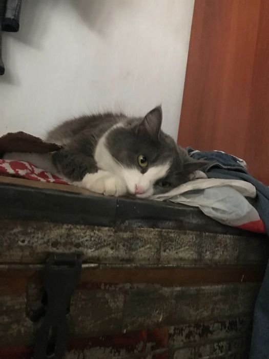 Skotch strayt 2 yosh ikqat toza foldga qoshilgan srochna sotiladi 500