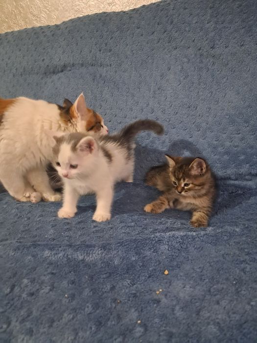 Отдам котят 1.5 месяные