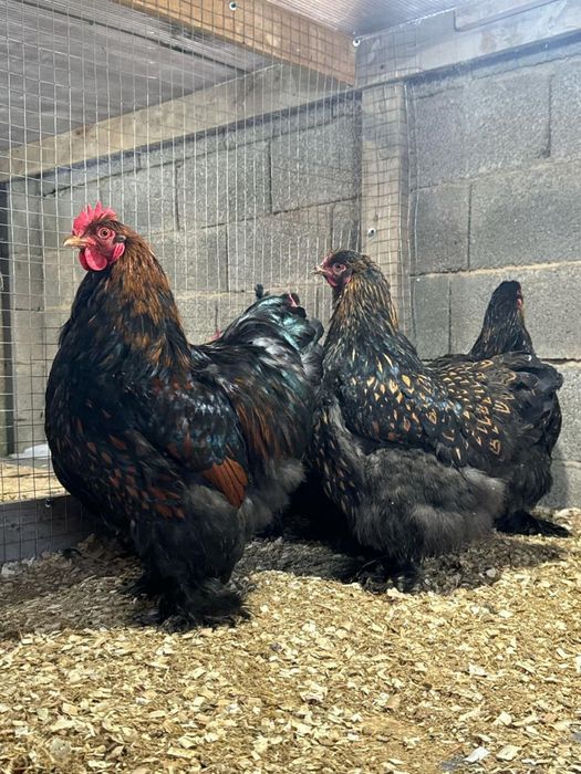 Кохинхин кохинхин