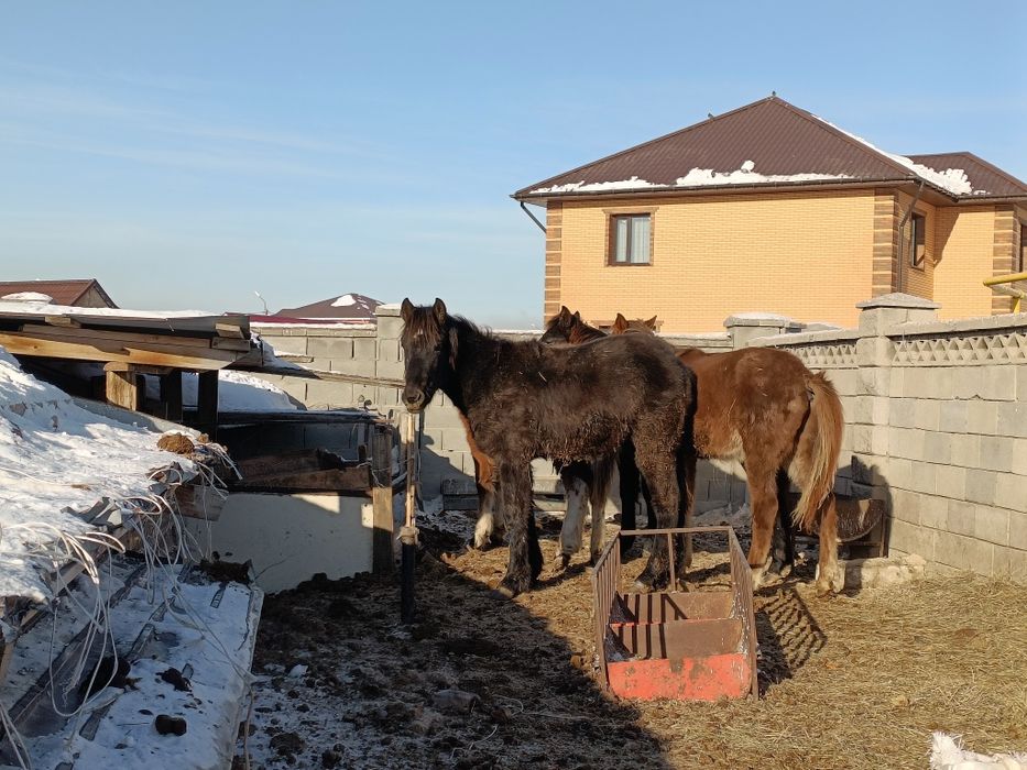 Жабағы Қосшыда тұр