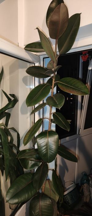Vand ficusi plante mari