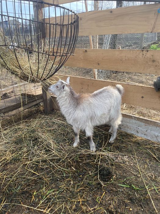 Vând sau schimb 2 țapi cu o capră cu lapte