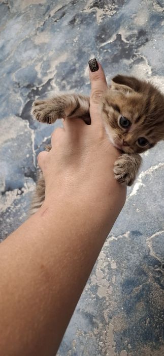 Шотландские вислоушки котята