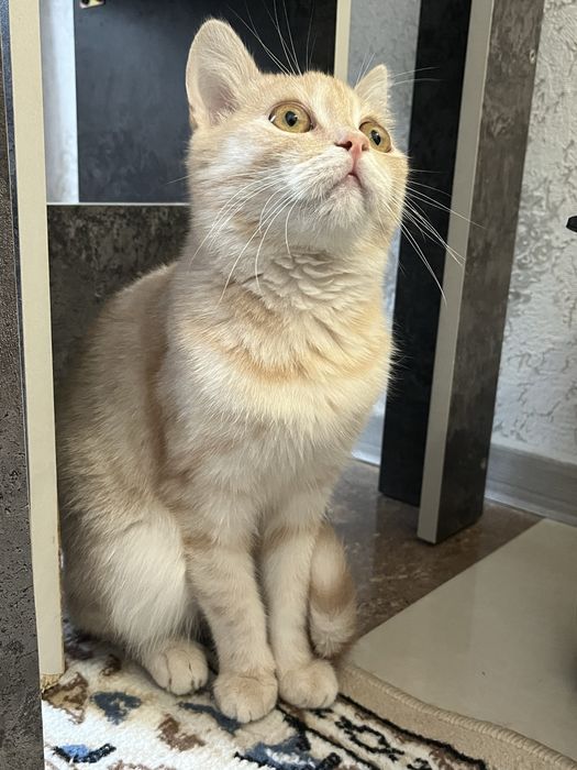 Отдам котенка!!!