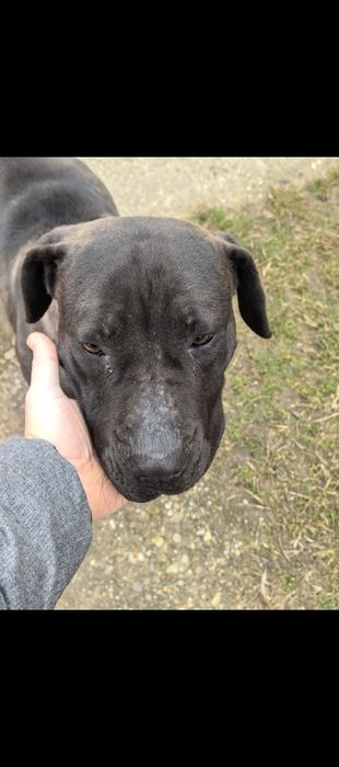 Donez câine - femela - Labrador Retriever