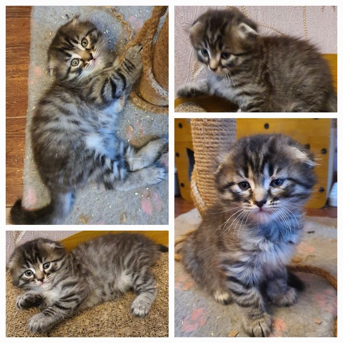 Котята шотландской вислоухой