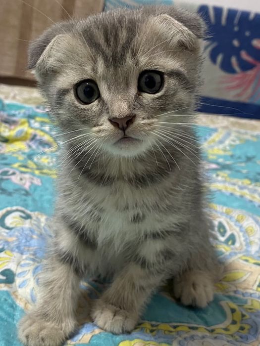 Продам шатланский мальчик