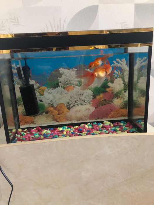 Балиқ/аквариум/фильтр/тошлаш/рыбки