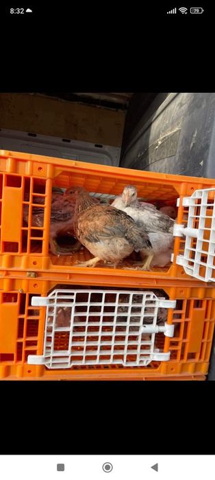 Pui și găini de vanzare