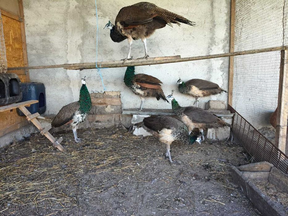 Animale de companie și pasari