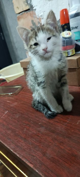 Отдам хорошие руки