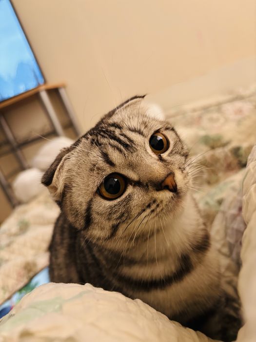 Котенок 5/6 месяцев