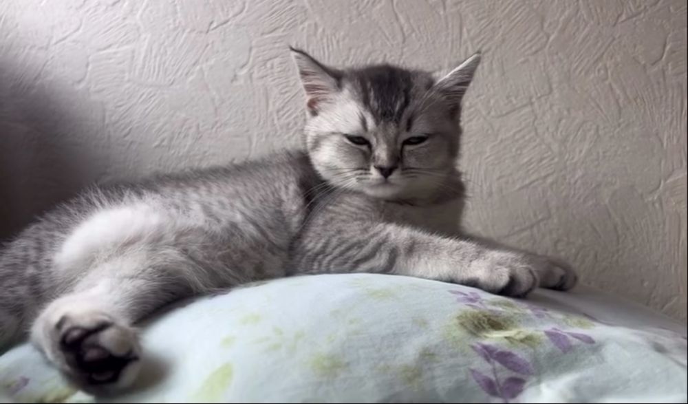 Britanskiy serebrenniy shinshila