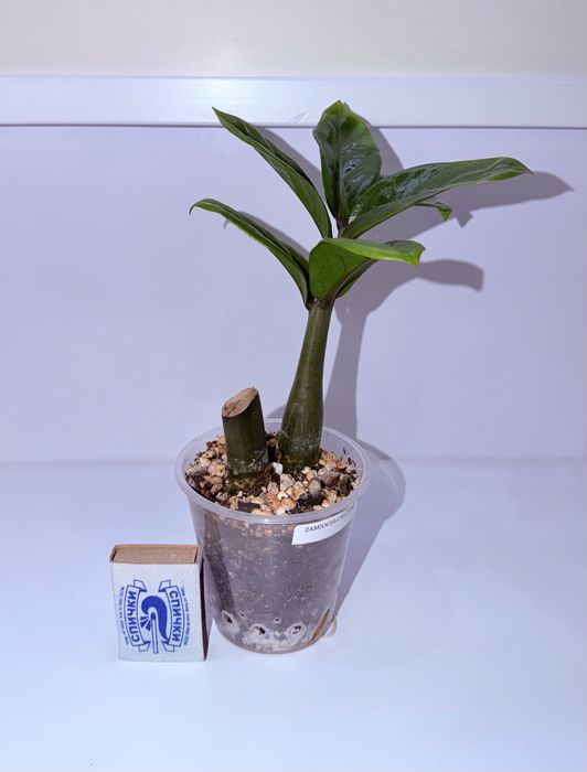 Замиокулькас Зензи, комнатные растения, комнатные цветы