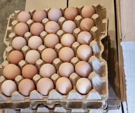 Инкубационное куриное яйцо