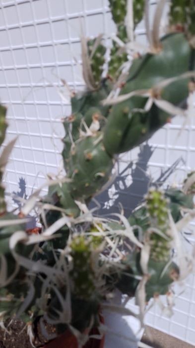 Продавам  кактус