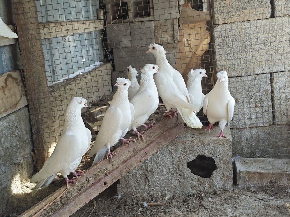 Кептерлер сатылады