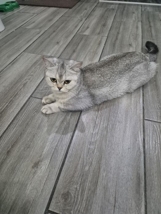 Котята золотая шиншилла