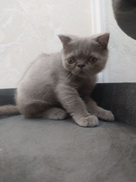 Продается котенок