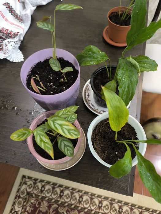 Отдам комнатные цветы