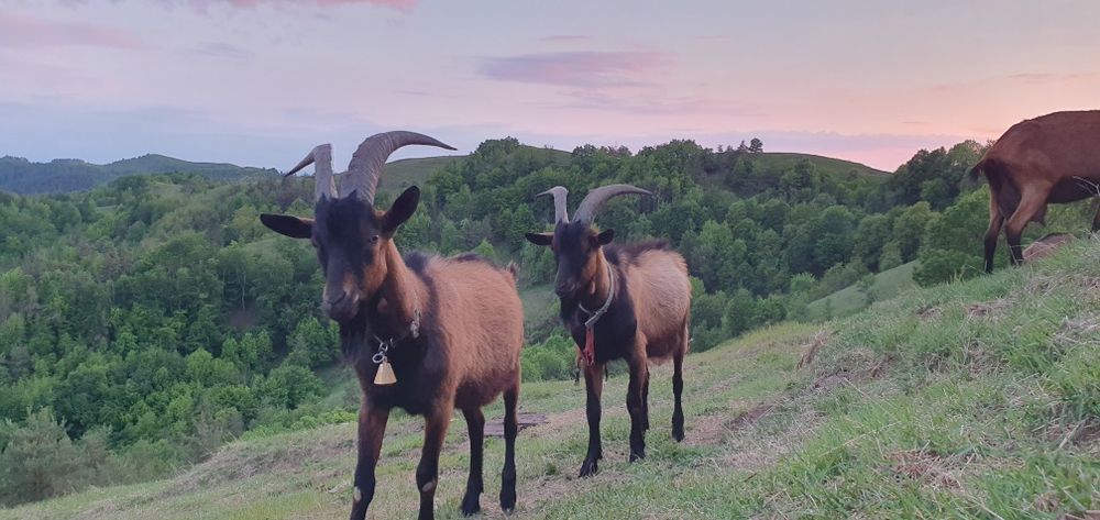 Vând lapte de capră rasa alpina franceza