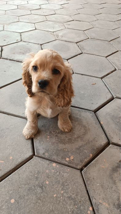 Щенок Английский кокер-спаниель