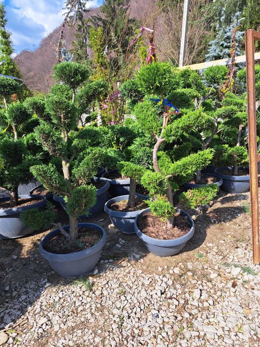 Gazon, magnolie, pon pon, bonsai, prunus, catalpa, Tuia.