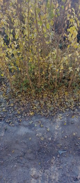 Zaldori nihollari sotiladi mayda donak