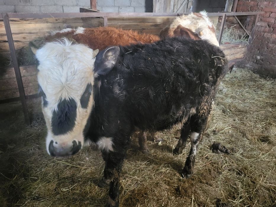 Продам годовалых телят