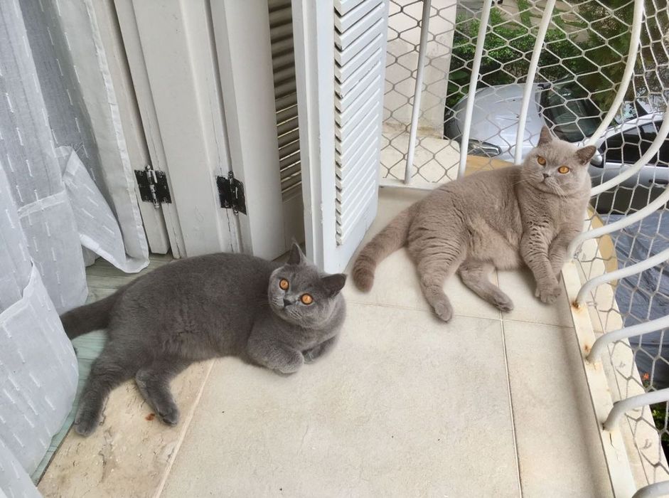 Продаются котята